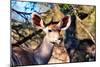 Awesome South Africa Collection - Female Nyala Antelope-Philippe Hugonnard-Mounted Photographic Print