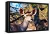 Awesome South Africa Collection - Female Nyala Antelope-Philippe Hugonnard-Framed Stretched Canvas