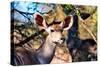 Awesome South Africa Collection - Female Nyala Antelope-Philippe Hugonnard-Stretched Canvas