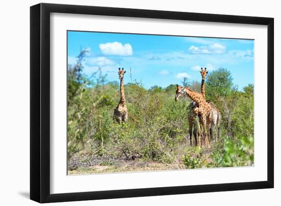 Awesome South Africa Collection - Four Giraffes in the Savanna-Philippe Hugonnard-Framed Photographic Print