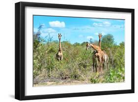 Awesome South Africa Collection - Four Giraffes in the Savanna-Philippe Hugonnard-Framed Photographic Print