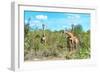 Awesome South Africa Collection - Four Giraffes in the Savanna-Philippe Hugonnard-Framed Photographic Print