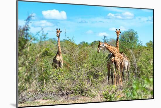 Awesome South Africa Collection - Four Giraffes in the Savanna-Philippe Hugonnard-Mounted Photographic Print