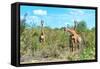 Awesome South Africa Collection - Four Giraffes in the Savanna-Philippe Hugonnard-Framed Stretched Canvas