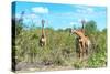 Awesome South Africa Collection - Four Giraffes in the Savanna-Philippe Hugonnard-Stretched Canvas