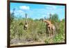 Awesome South Africa Collection - Four Giraffes in the Savanna-Philippe Hugonnard-Framed Photographic Print