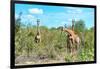 Awesome South Africa Collection - Four Giraffes in the Savanna-Philippe Hugonnard-Framed Photographic Print