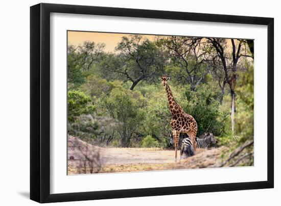 Awesome South Africa Collection - Giraffe and Burchell's Zebra in the Savanna-Philippe Hugonnard-Framed Photographic Print