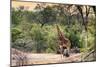 Awesome South Africa Collection - Giraffe and Burchell's Zebra in the Savanna-Philippe Hugonnard-Mounted Photographic Print