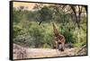 Awesome South Africa Collection - Giraffe and Burchell's Zebra in the Savanna-Philippe Hugonnard-Framed Stretched Canvas