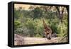 Awesome South Africa Collection - Giraffe and Burchell's Zebra in the Savanna-Philippe Hugonnard-Framed Stretched Canvas