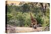 Awesome South Africa Collection - Giraffe and Burchell's Zebra in the Savanna-Philippe Hugonnard-Stretched Canvas