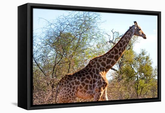 Awesome South Africa Collection - Giraffe at Sunset I-Philippe Hugonnard-Framed Stretched Canvas