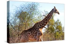 Awesome South Africa Collection - Giraffe at Sunset I-Philippe Hugonnard-Stretched Canvas