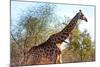 Awesome South Africa Collection - Giraffe at Sunset I-Philippe Hugonnard-Mounted Photographic Print