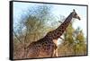 Awesome South Africa Collection - Giraffe at Sunset I-Philippe Hugonnard-Framed Stretched Canvas