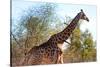 Awesome South Africa Collection - Giraffe at Sunset I-Philippe Hugonnard-Stretched Canvas