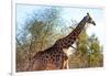 Awesome South Africa Collection - Giraffe at Sunset I-Philippe Hugonnard-Framed Photographic Print
