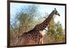 Awesome South Africa Collection - Giraffe at Sunset I-Philippe Hugonnard-Framed Photographic Print