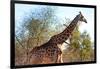 Awesome South Africa Collection - Giraffe at Sunset I-Philippe Hugonnard-Framed Photographic Print