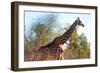 Awesome South Africa Collection - Giraffe at Sunset I-Philippe Hugonnard-Framed Photographic Print