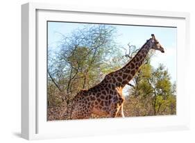 Awesome South Africa Collection - Giraffe at Sunset I-Philippe Hugonnard-Framed Photographic Print