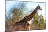 Awesome South Africa Collection - Giraffe at Sunset I-Philippe Hugonnard-Mounted Photographic Print