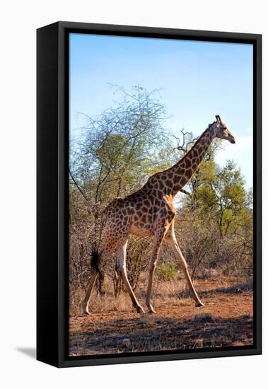 Awesome South Africa Collection - Giraffe at Sunset-Philippe Hugonnard-Framed Stretched Canvas