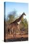 Awesome South Africa Collection - Giraffe at Sunset-Philippe Hugonnard-Stretched Canvas