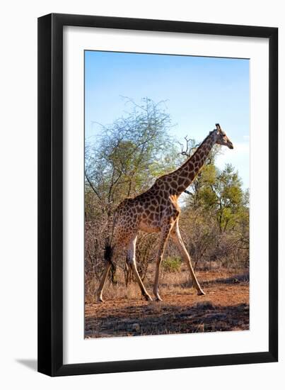 Awesome South Africa Collection - Giraffe at Sunset-Philippe Hugonnard-Framed Photographic Print