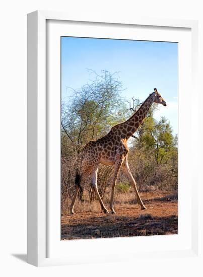 Awesome South Africa Collection - Giraffe at Sunset-Philippe Hugonnard-Framed Photographic Print