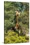 Awesome South Africa Collection - Giraffe eating from the Tree-Philippe Hugonnard-Stretched Canvas