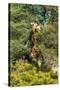 Awesome South Africa Collection - Giraffe eating from the Tree-Philippe Hugonnard-Stretched Canvas