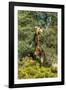 Awesome South Africa Collection - Giraffe eating from the Tree-Philippe Hugonnard-Framed Photographic Print
