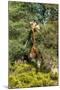 Awesome South Africa Collection - Giraffe eating from the Tree-Philippe Hugonnard-Mounted Photographic Print
