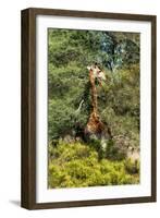 Awesome South Africa Collection - Giraffe eating from the Tree-Philippe Hugonnard-Framed Photographic Print