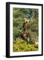 Awesome South Africa Collection - Giraffe eating from the Tree-Philippe Hugonnard-Framed Photographic Print