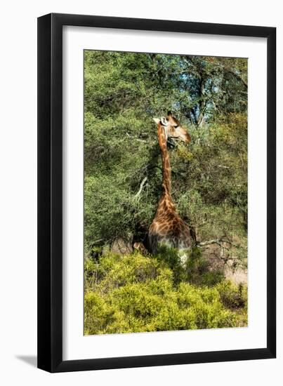 Awesome South Africa Collection - Giraffe eating from the Tree-Philippe Hugonnard-Framed Photographic Print