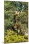 Awesome South Africa Collection - Giraffe eating from the Tree-Philippe Hugonnard-Mounted Photographic Print