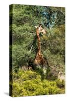 Awesome South Africa Collection - Giraffe eating from the Tree-Philippe Hugonnard-Stretched Canvas