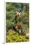 Awesome South Africa Collection - Giraffe eating from the Tree-Philippe Hugonnard-Framed Photographic Print