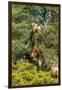 Awesome South Africa Collection - Giraffe eating from the Tree-Philippe Hugonnard-Framed Photographic Print