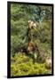 Awesome South Africa Collection - Giraffe eating from the Tree-Philippe Hugonnard-Framed Photographic Print