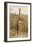 Awesome South Africa Collection - Giraffe I-Philippe Hugonnard-Framed Photographic Print