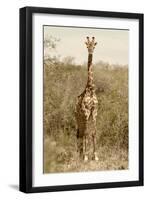 Awesome South Africa Collection - Giraffe I-Philippe Hugonnard-Framed Photographic Print