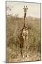 Awesome South Africa Collection - Giraffe I-Philippe Hugonnard-Mounted Photographic Print