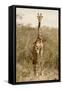 Awesome South Africa Collection - Giraffe I-Philippe Hugonnard-Framed Stretched Canvas