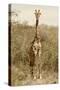 Awesome South Africa Collection - Giraffe I-Philippe Hugonnard-Stretched Canvas