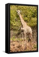 Awesome South Africa Collection - Giraffe II-Philippe Hugonnard-Framed Stretched Canvas