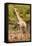 Awesome South Africa Collection - Giraffe II-Philippe Hugonnard-Framed Stretched Canvas